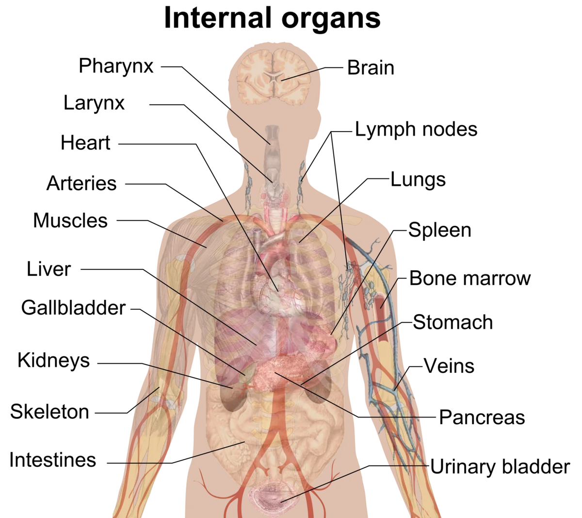 Schéma des principaux organes internes du corps humain vus de face, foie cœur poumons intestins