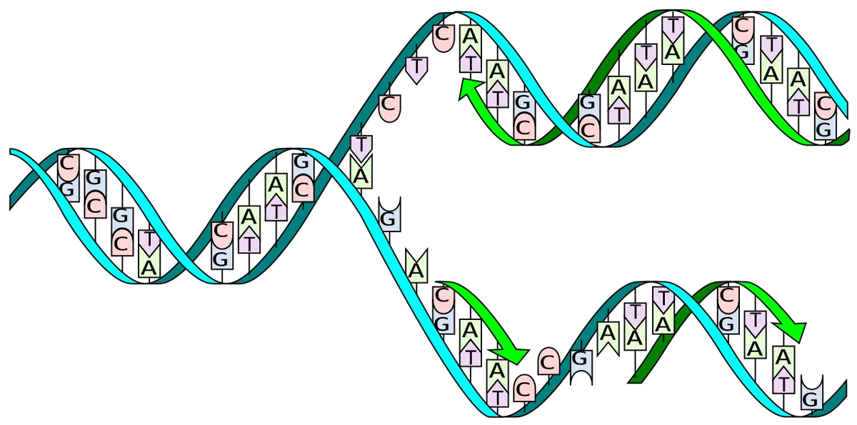 Schéma de la réplication de l'ADN montrant la séparation des deux brins et la synthèse de brins complémentaires