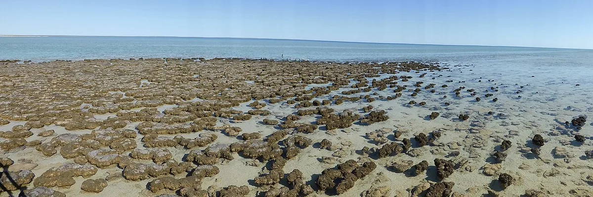 Stromatolithes vivants émergeant de l'eau peu profonde de Hamelin Pool à Shark Bay, en Australie occidentale
