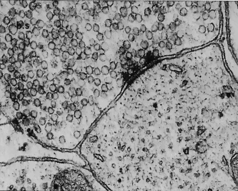 La synapse