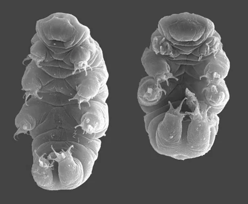 Le tardigrade