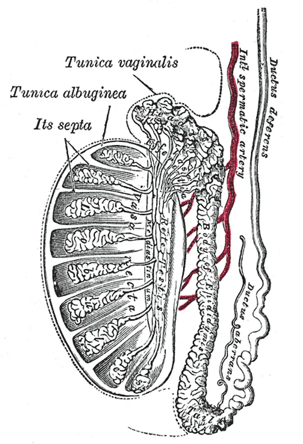 Les testicules
