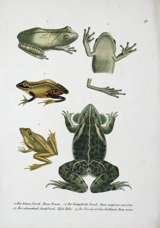 Le têtard