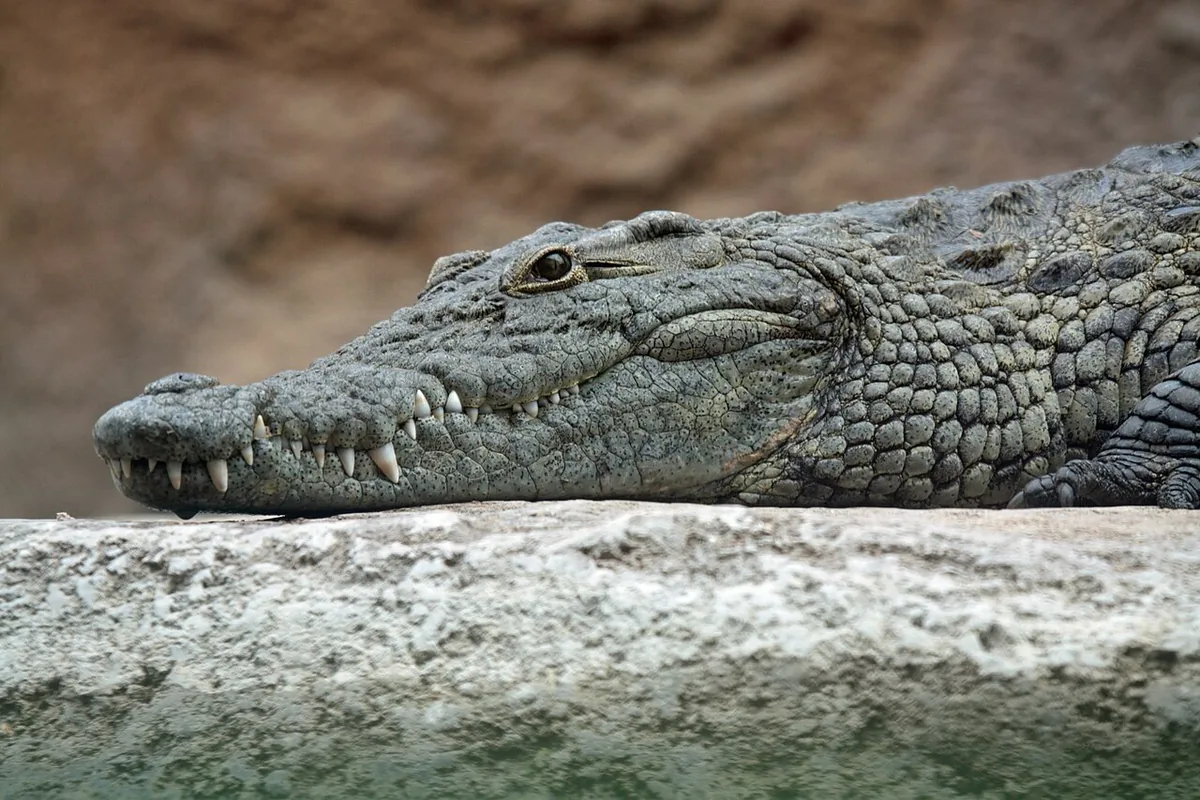 Tête de crocodile du Nil vue de profil montrant la mâchoire et les dents, espèce à la morsure la plus puissante mesurée