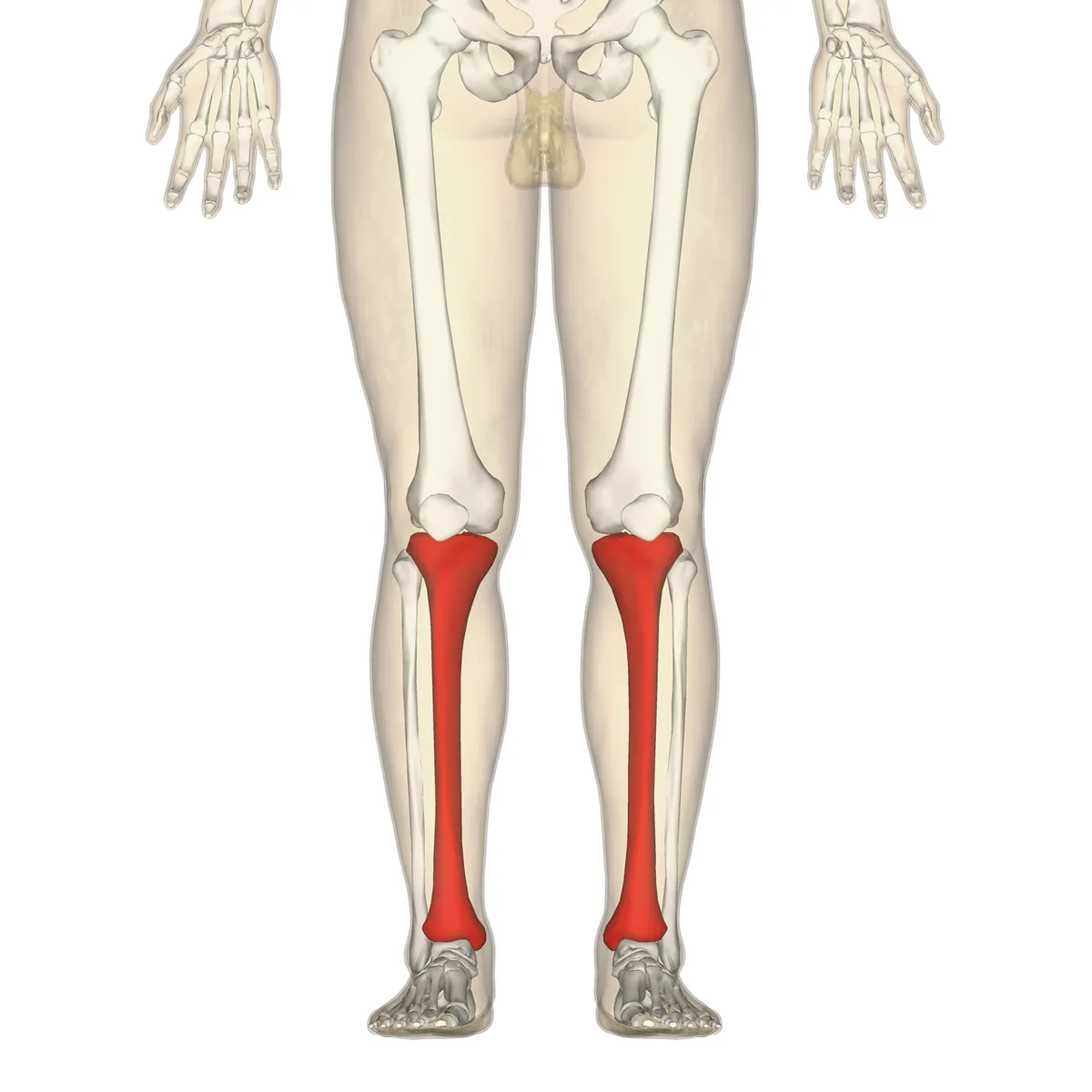 Le tibia