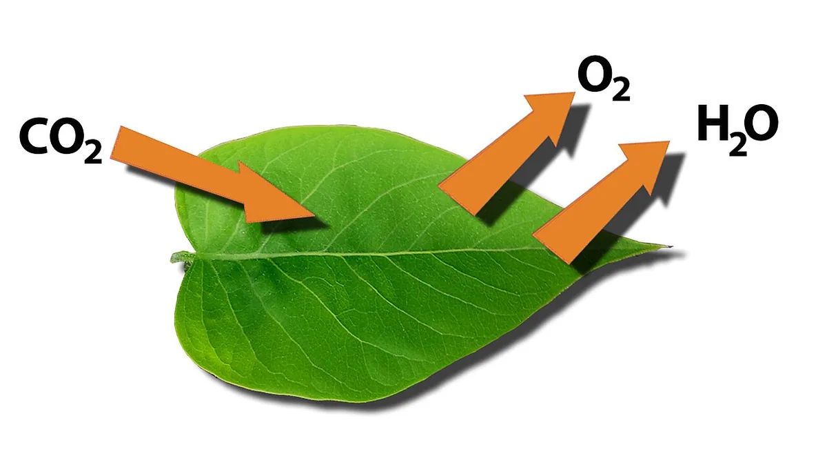 La transpiration