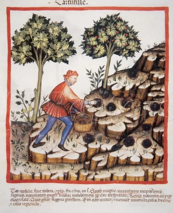 La truffe